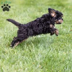 Barry, Bernedoodle-Munchkin Puppy